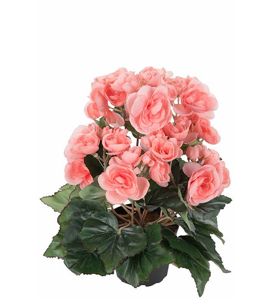 Mr plant Begonia 28 cm
