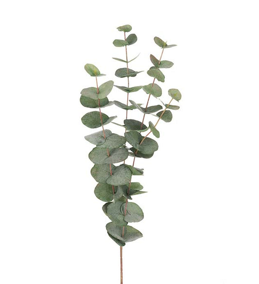 Mr plant Eucalyptus 60 cm